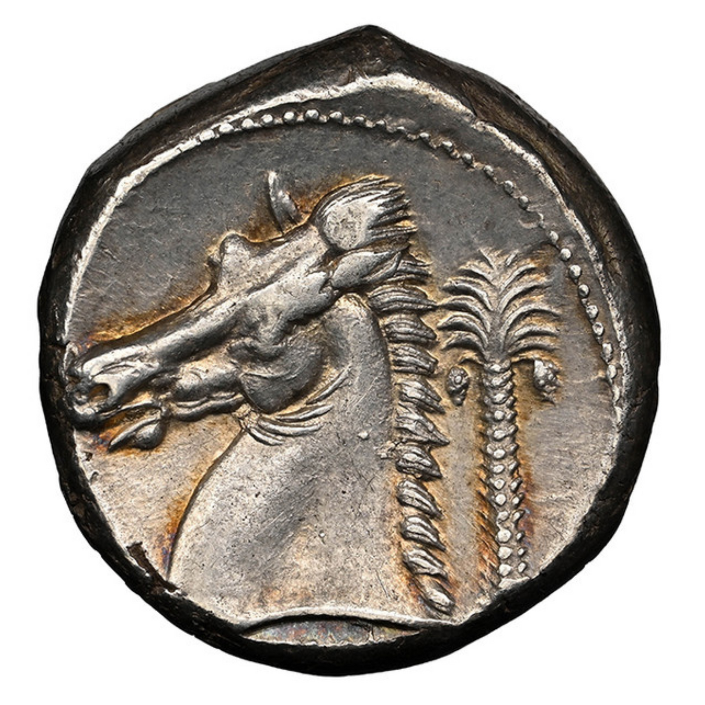 【“獅子皮の英雄とカルタゴ騎馬”】シクル=ポエニ テトラドラクマ銀貨〈NGC Ch XF〉— ヘラクレス頭像 & 馬首+ヤシの木