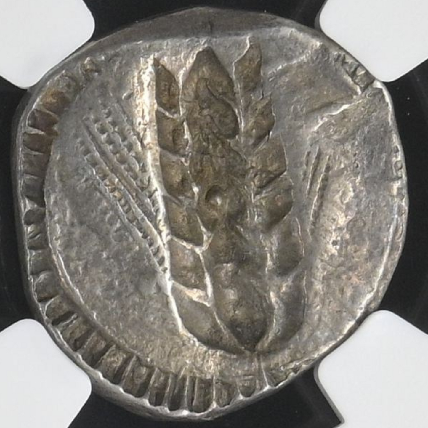 【“南イタリアの銀麦穂”】メタポンティオン スターテル銀貨〈NGC Ch VF〉— バーレイイヤー & インクーズ鏡影